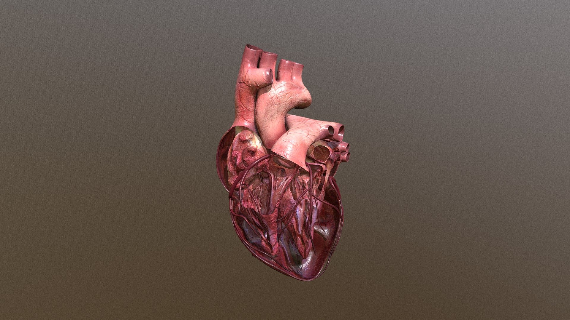 Heart Dissected - 3D model by Digital Twin Studios (@DigitalTwinStudios ...