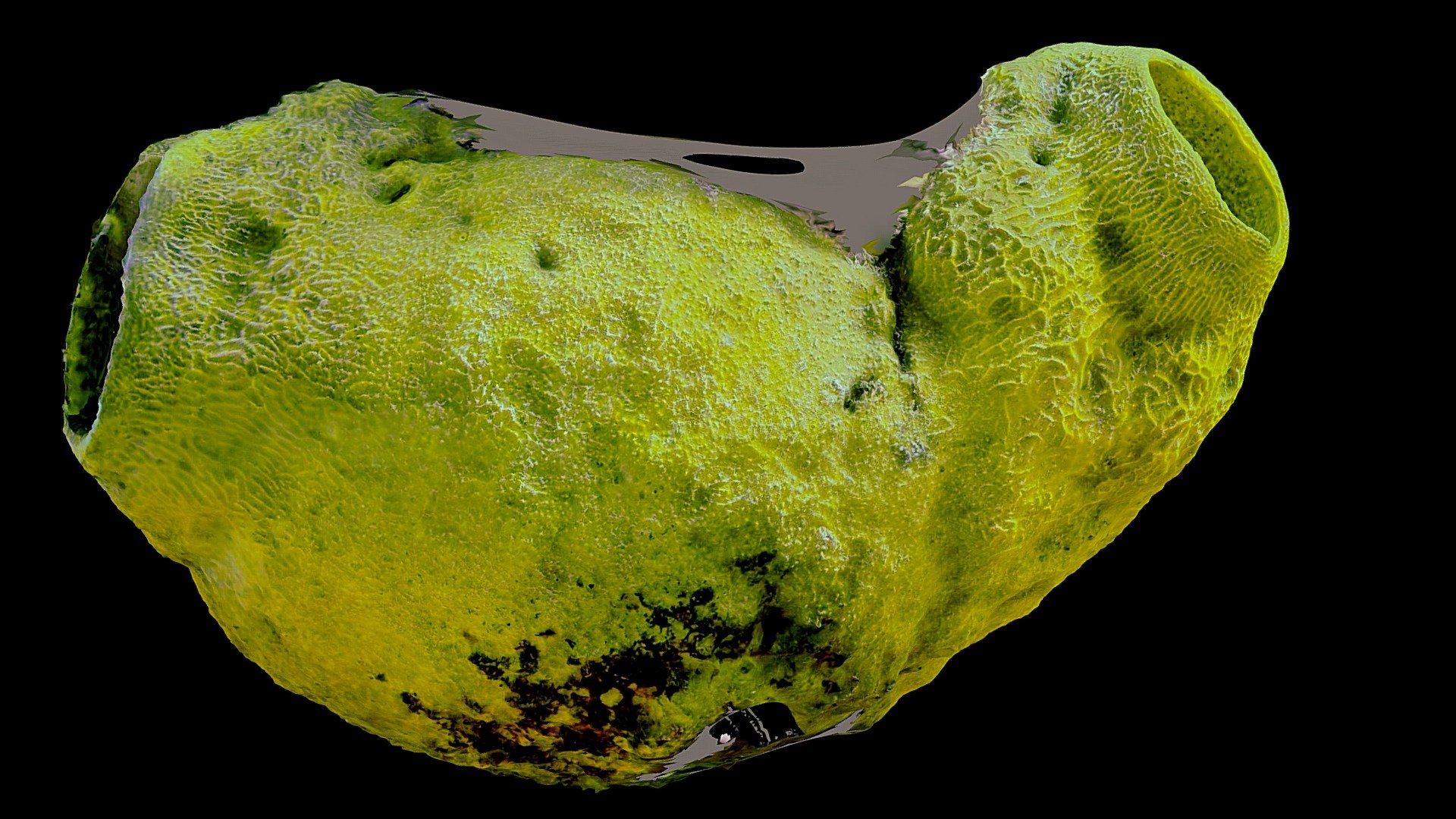 #44: Verongula gigantea