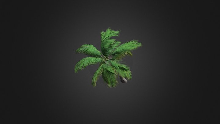 Sloping Palm Tree 3D Model