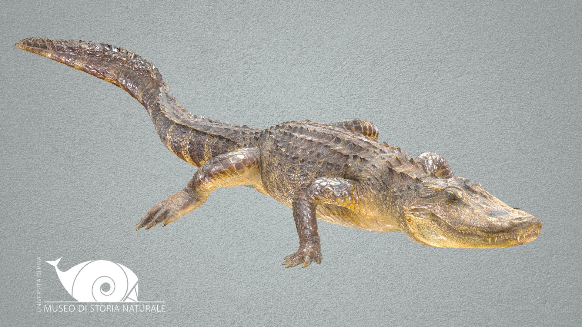 American alligator - 3D model by Natural History Museum, University of ...