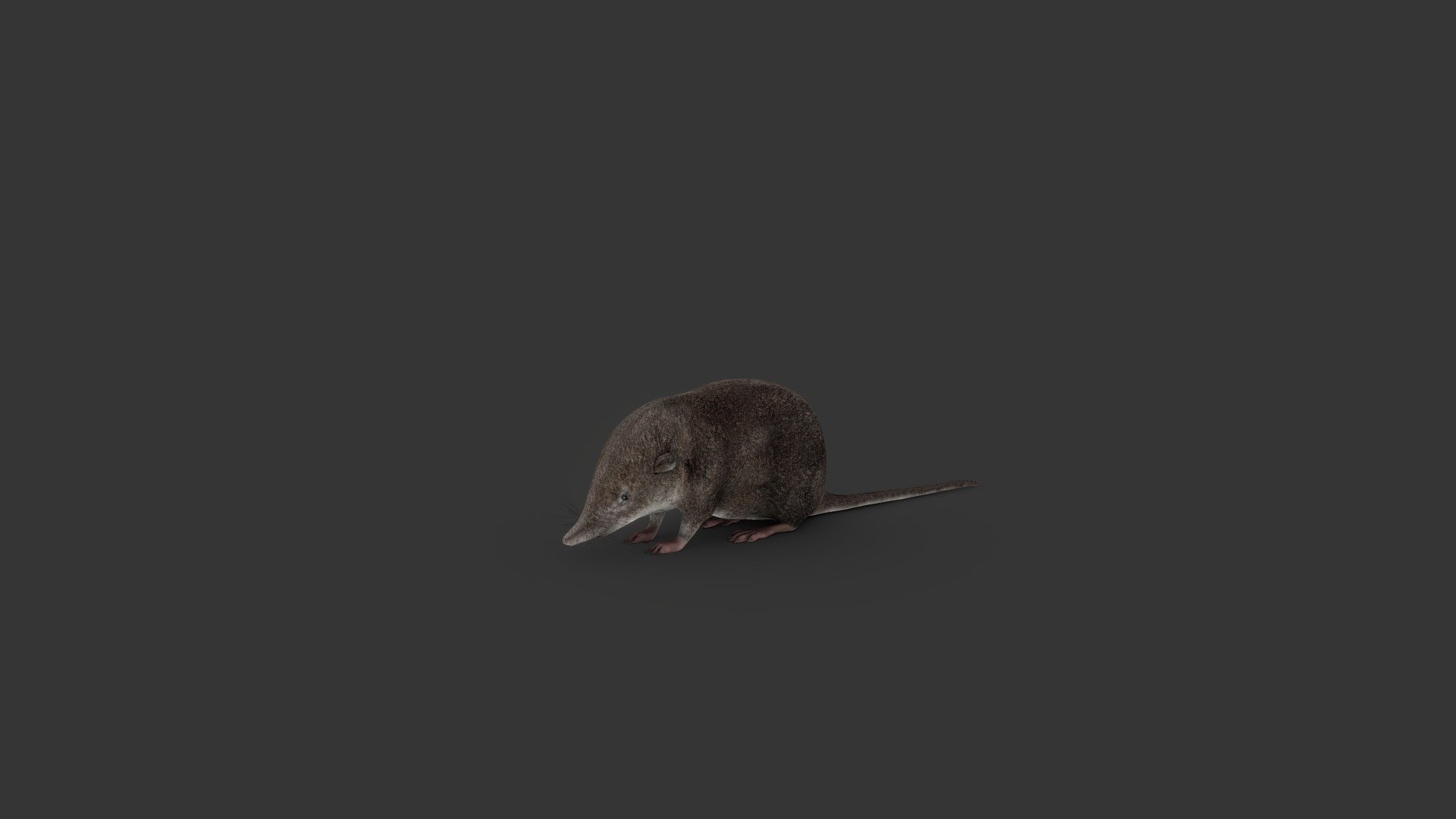 Ryjowka Aksamitna / Common Shrew / Sorex araneus - 3D model by ...