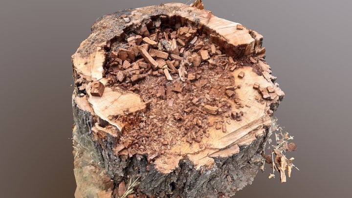 Rotten tree trunk with many small pieces of wood 3D Model