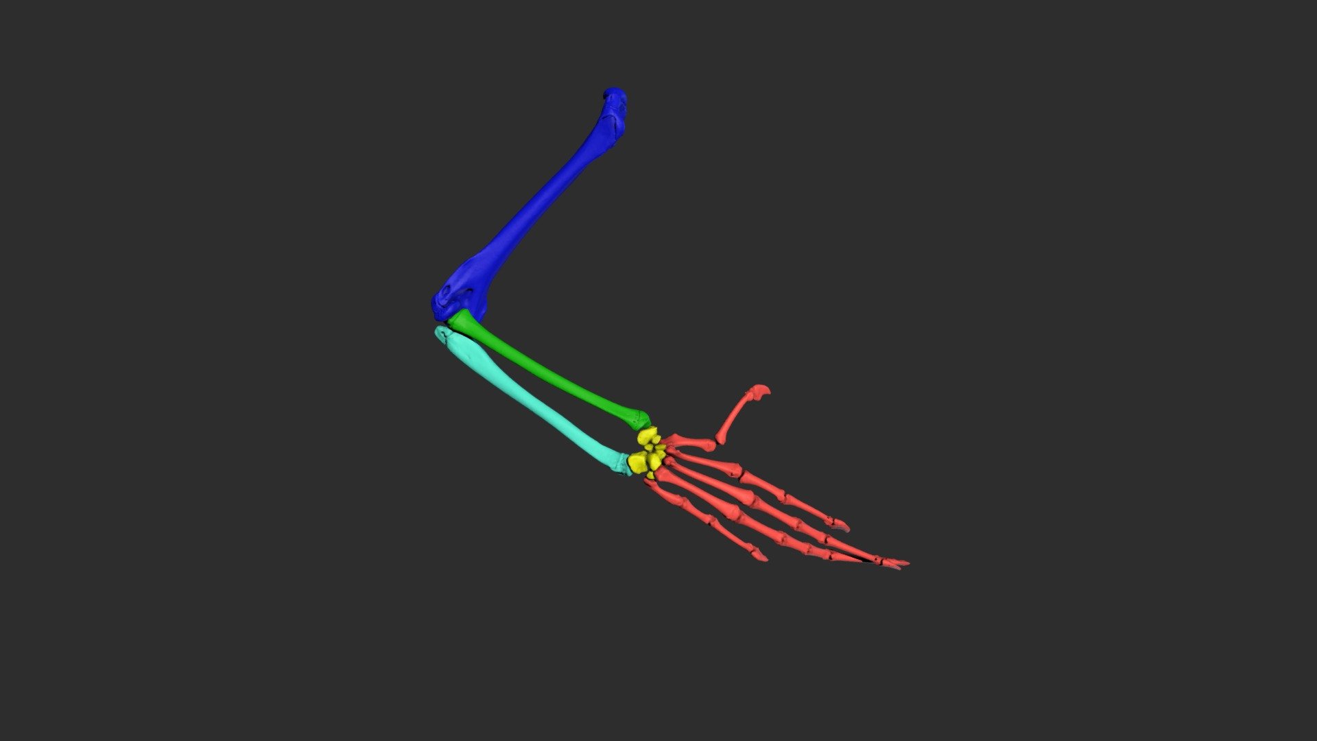 right forelimb of Varanus prasinus