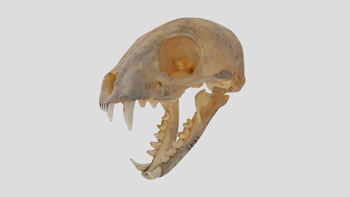 YPM MAM.001521 Animation, Meerkat (skull) 3D Model