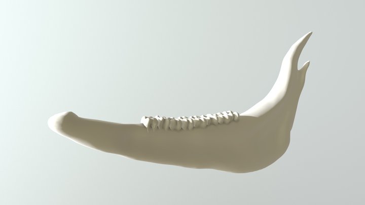 Jawbone 3D Model