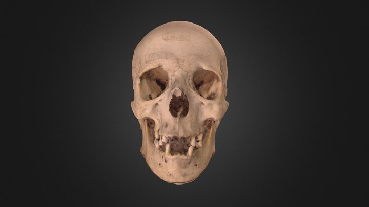 Cráneo1 3D Model