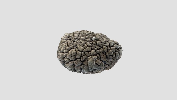estromatolito big obj_tex 3D Model