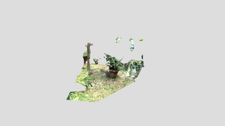 Planta Jengibre 3D Model