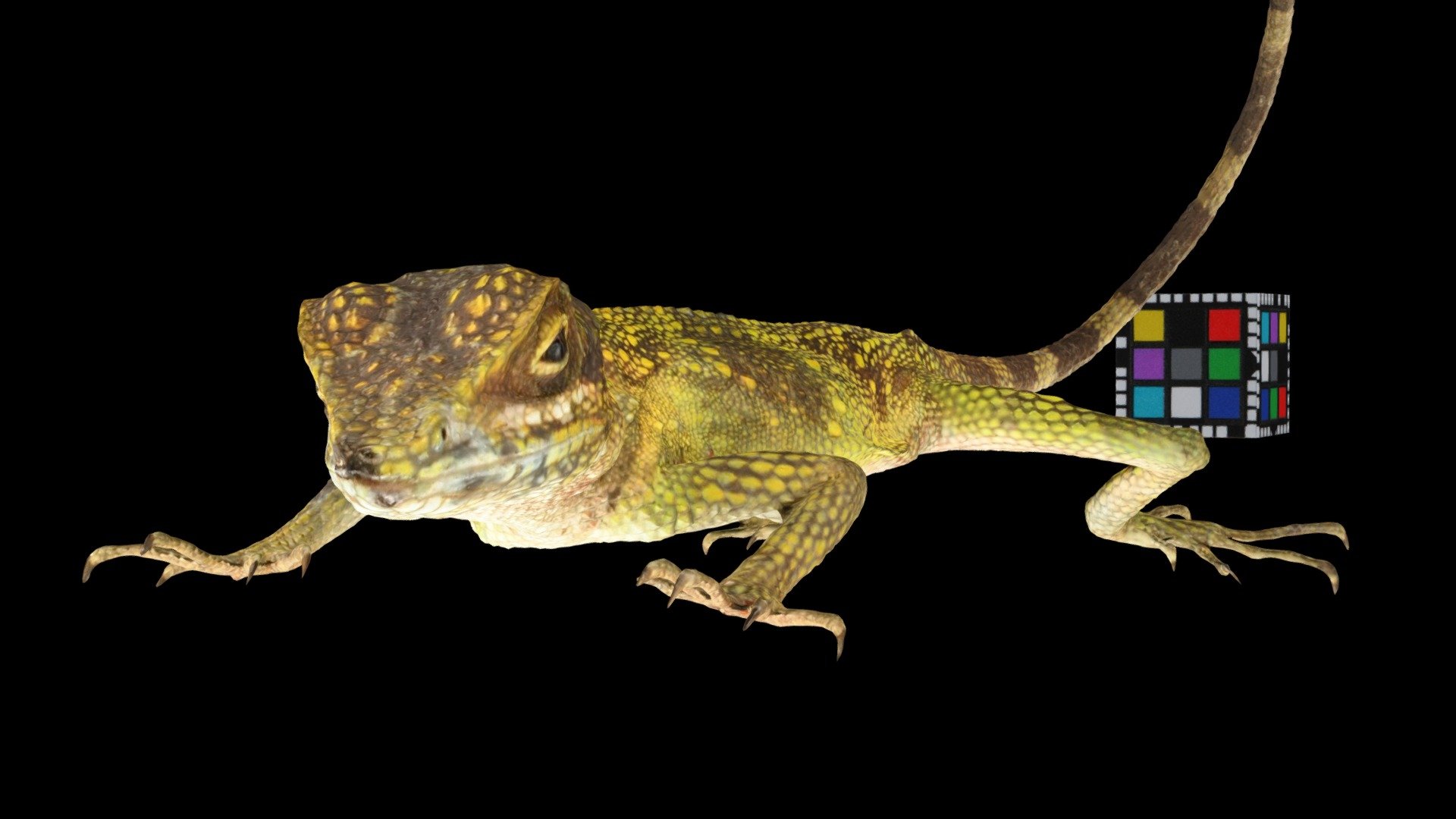 サキシマキノボリトカゲ 🦎 Sakishima Tree Lizard Download Free 3D model by ffish