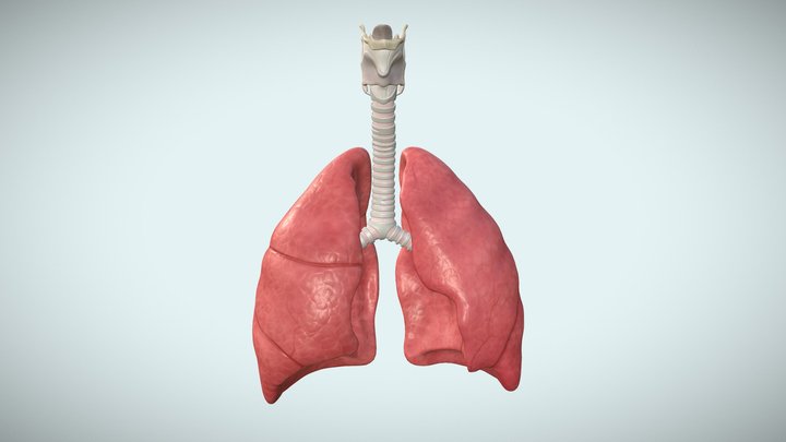 Laynx Anatomy Sketchfab Materials 3D Model