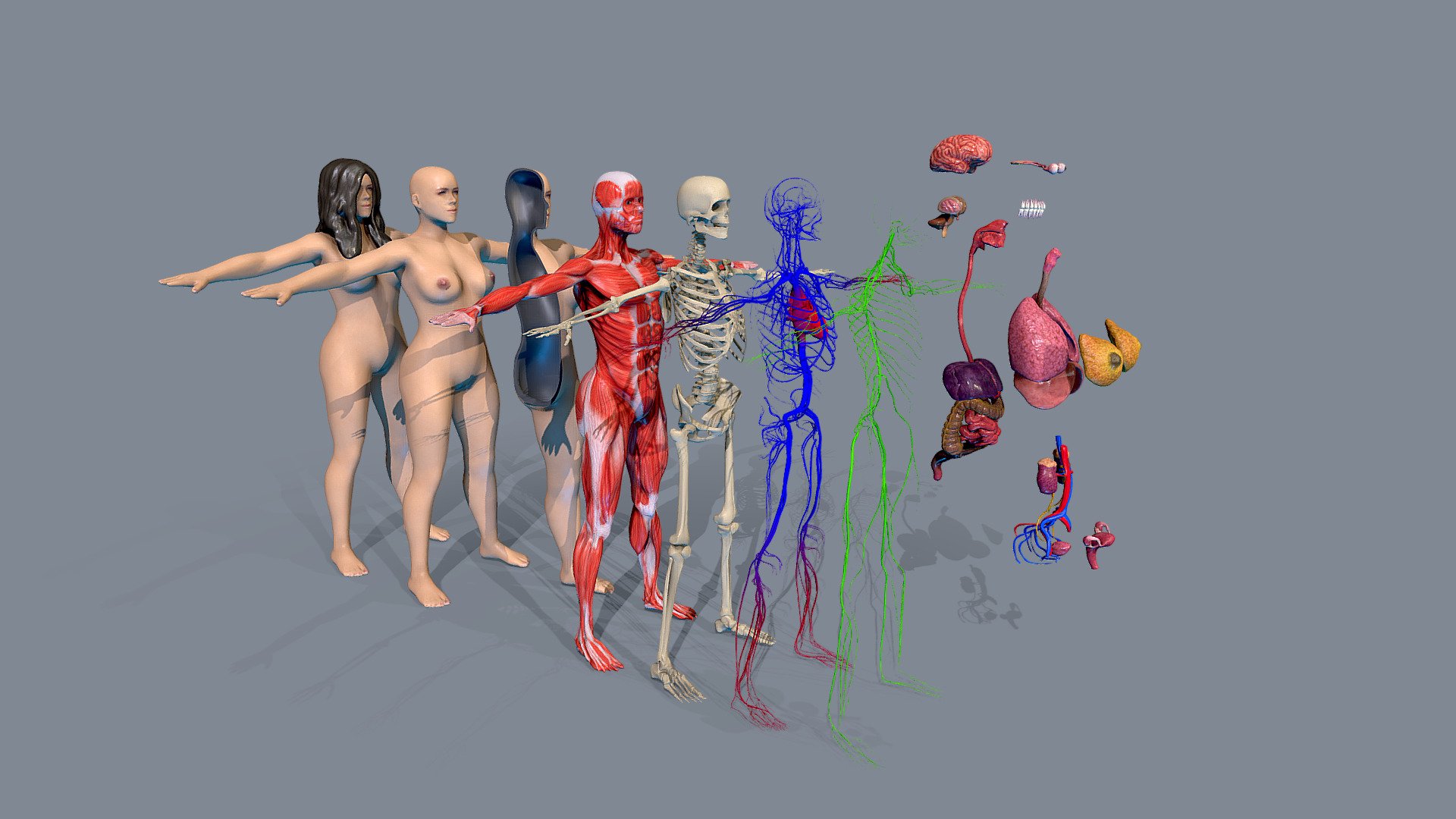 Female Human Body Anatomy All Systems - Buy Royalty Free 3D model by  flarar-01 (@flarar) [95b63a1]