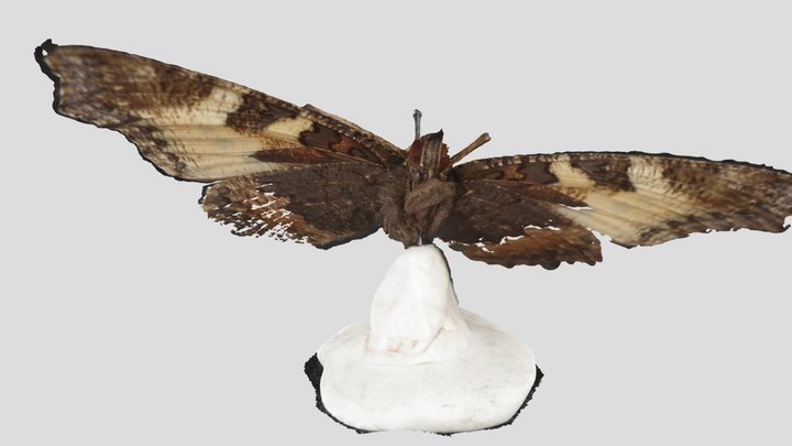 Small Tortoiseshell Butterfly 3D Model