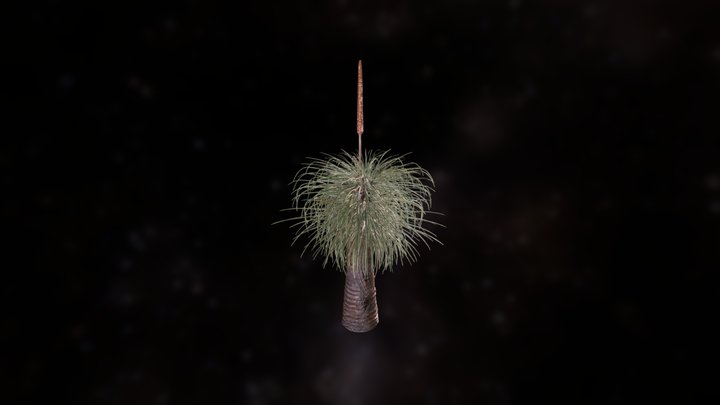 Australian Grass Tree 3D Model