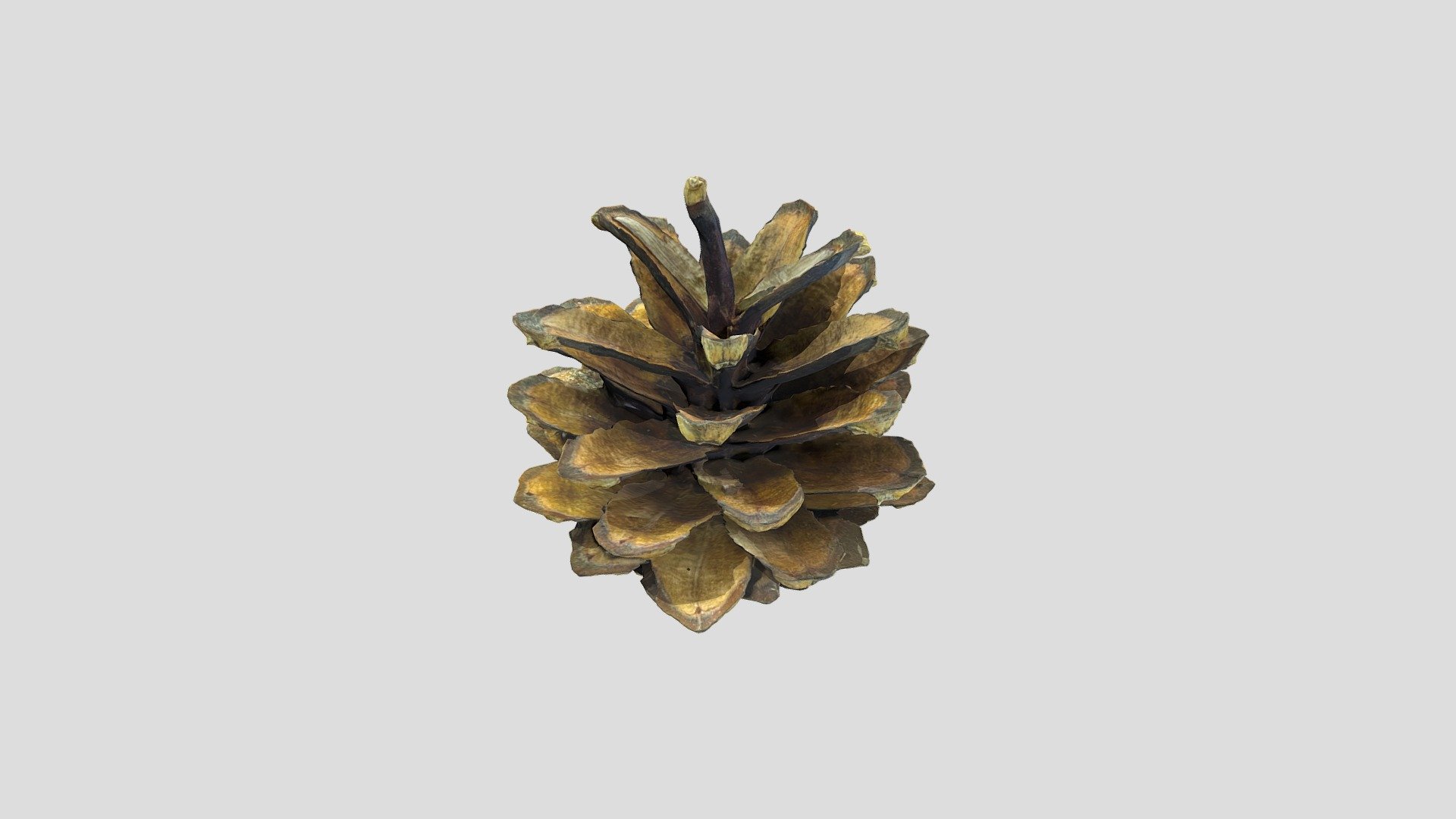 Pine cone 2