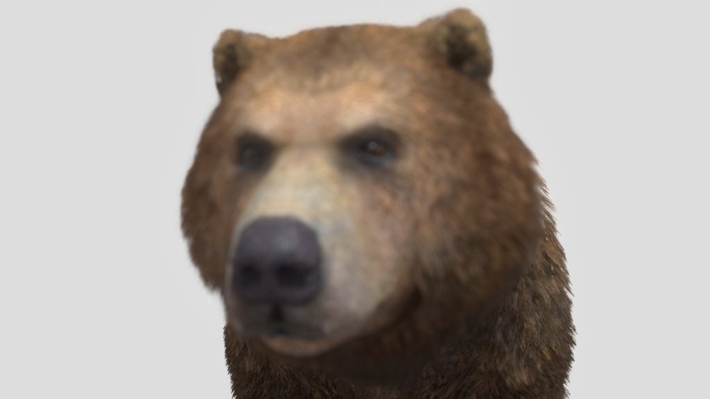 Grizzly Bear