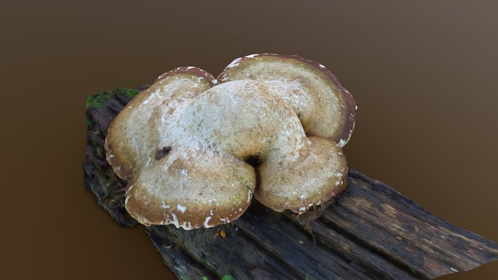 Big mushroom -  #AgisoftNatureChallenge