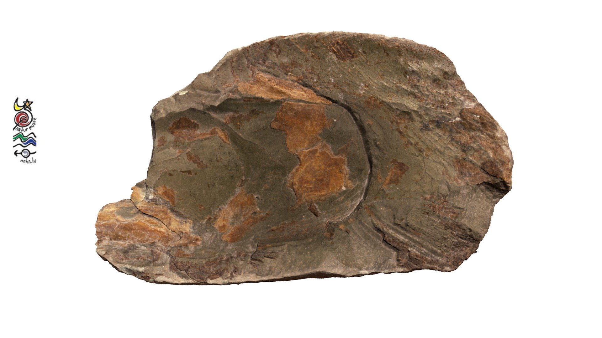 Pachycormus curtus TV186b