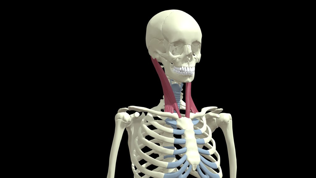 Muscles A 3D model collection by kvitkaz2 Sketchfab