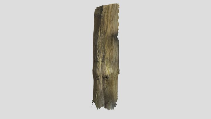 Hainbuche 3D Model