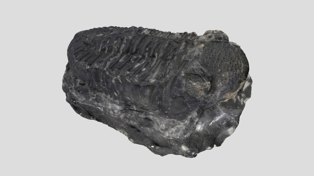 Phacops sp.