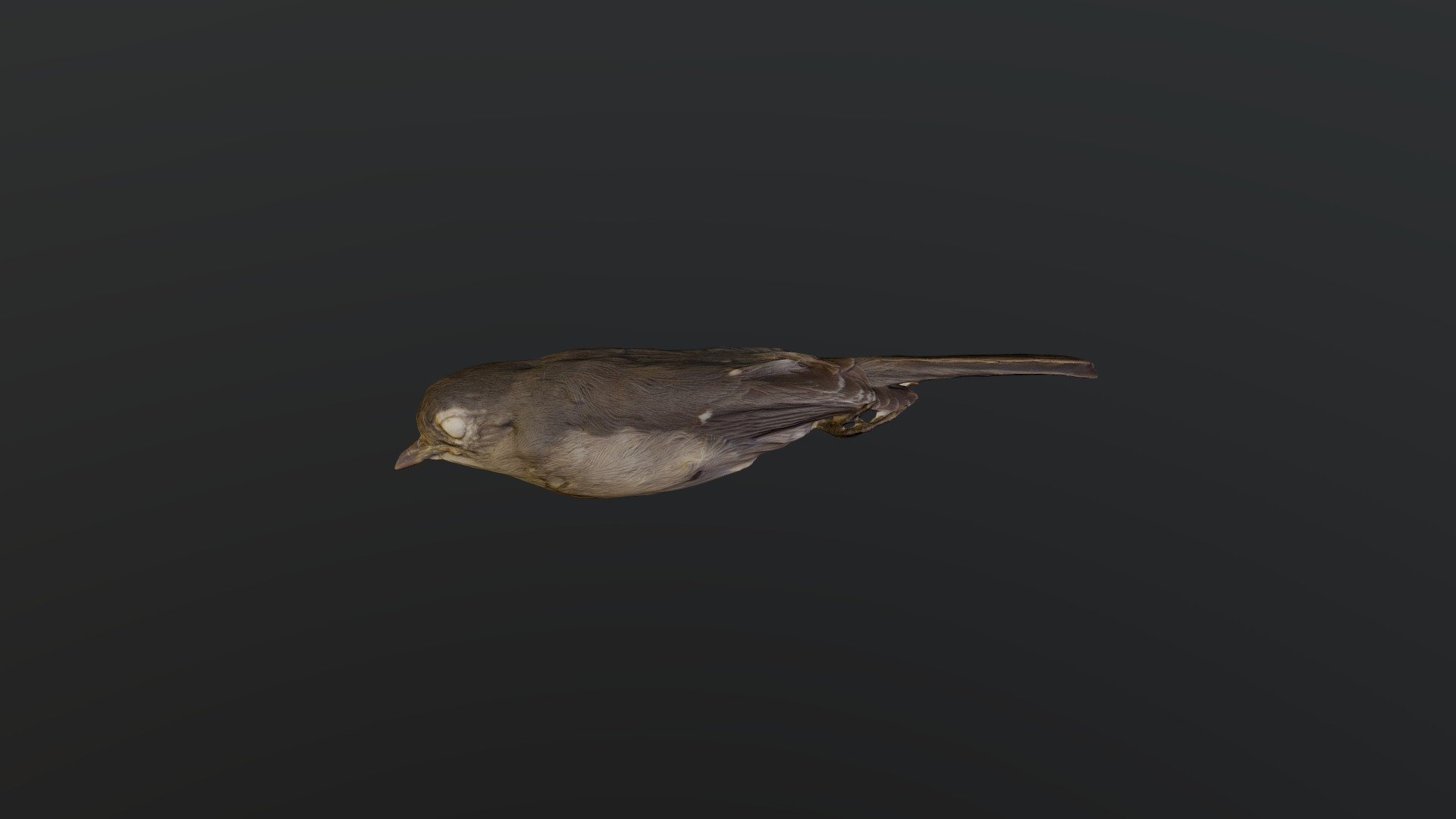 Abyssinian Slaty-Flycatcher - Melaenornis