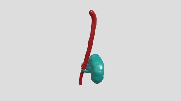Kidneys 3D Model
