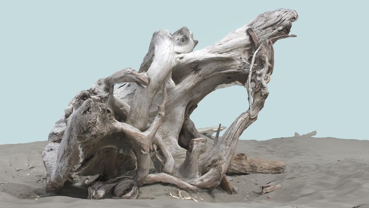 Large Pine Driftwood (Pacific Northwest) 3D Model