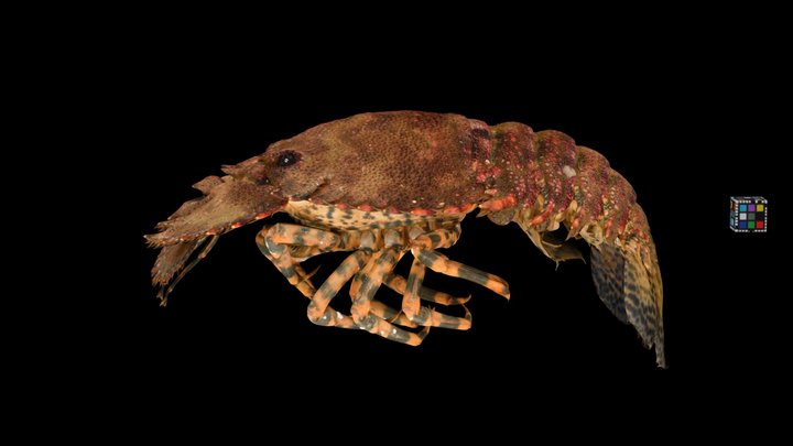 CC0 ゾウリエビ 🦞 ♀ Japanese Mitten Lobster