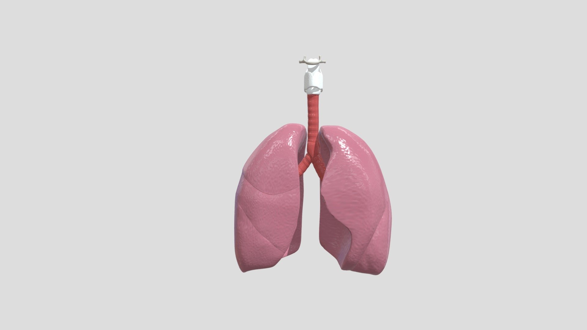 Human Lungs, Trachea, Larynx, Hyoid Bone - Download Free 3D model by ...