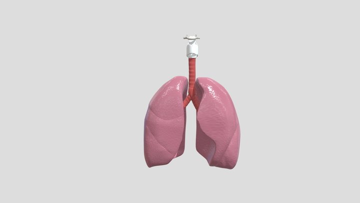 Human Lungs, Trachea, Larynx, Hyoid Bone 3D Model