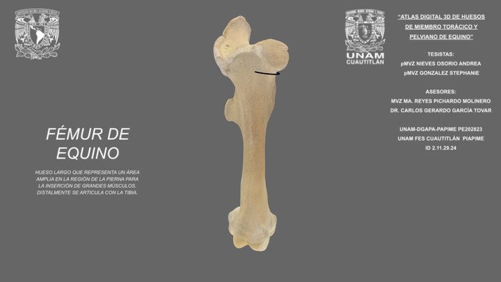 Fémur de equino 3D Model