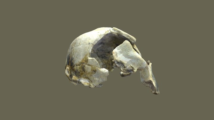 Homo erectus Sangiran10 3D Model
