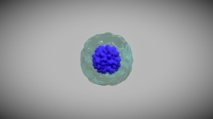 newstem 3D Model