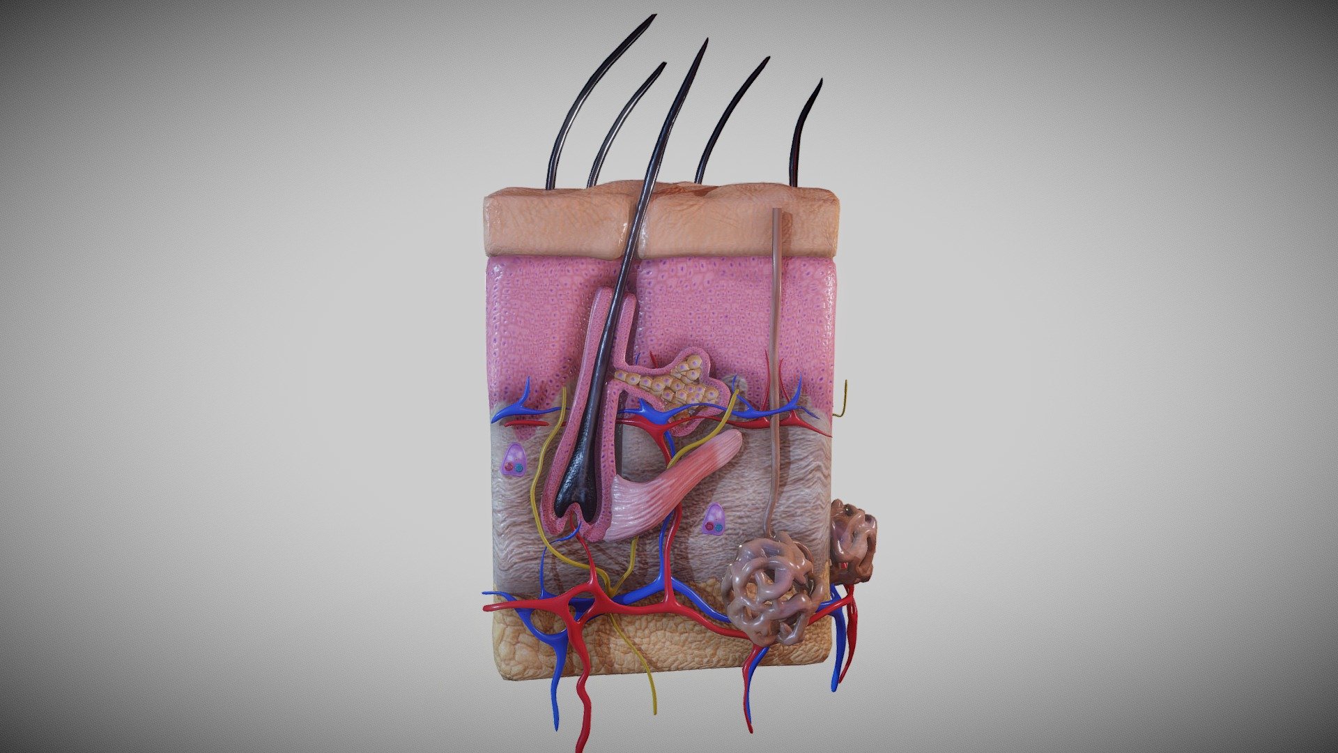 Human Skin - Integumentary system_AR_Ready - 3D model by Ebers [95ddd9a ...