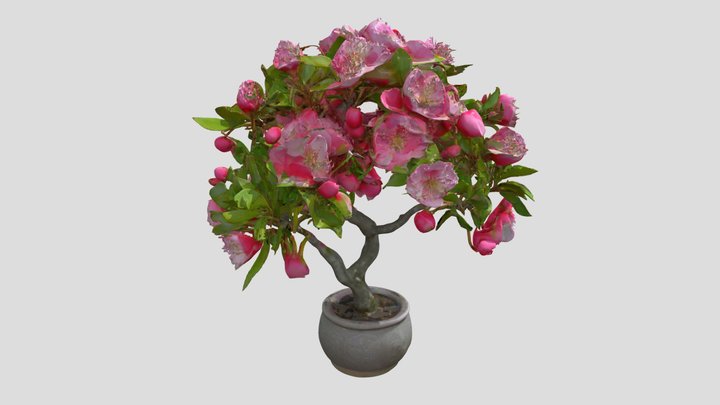 Crab Apple Evereste - garden – Kostenloses 3D-Modell STL