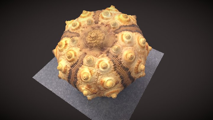 Modern Cidarid Sea Urchin B 3D Model
