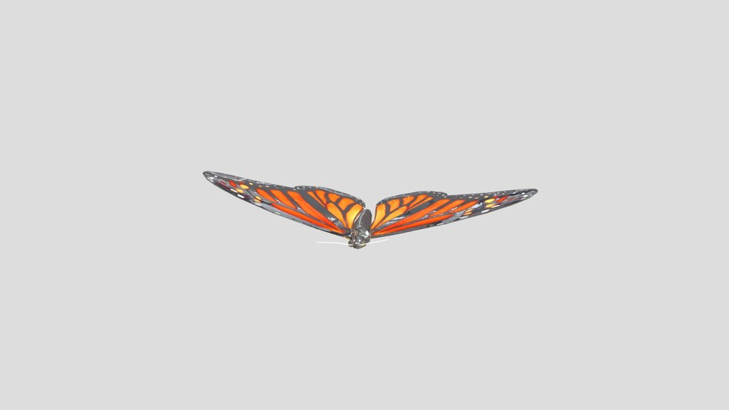 Real Butterfly