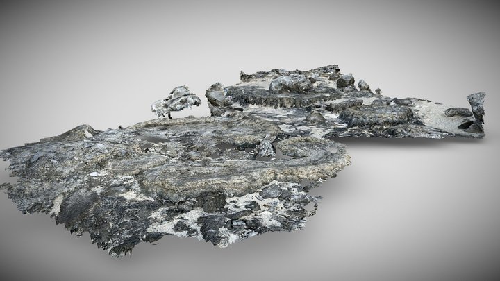 champ microatolls 3D Model