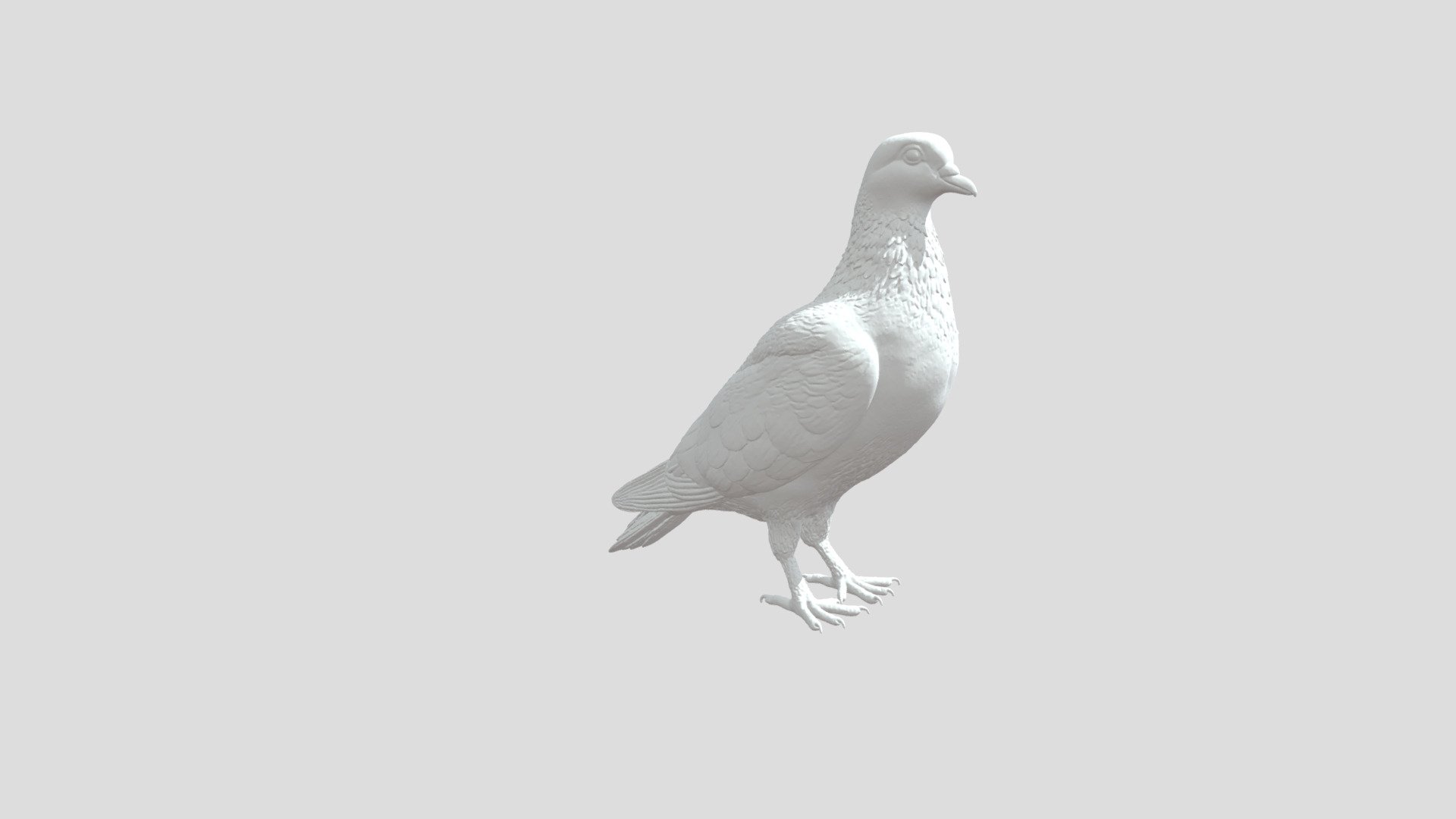 Pigeon Portrait - Download Free 3D model by michelangelowicz [95e36ce ...