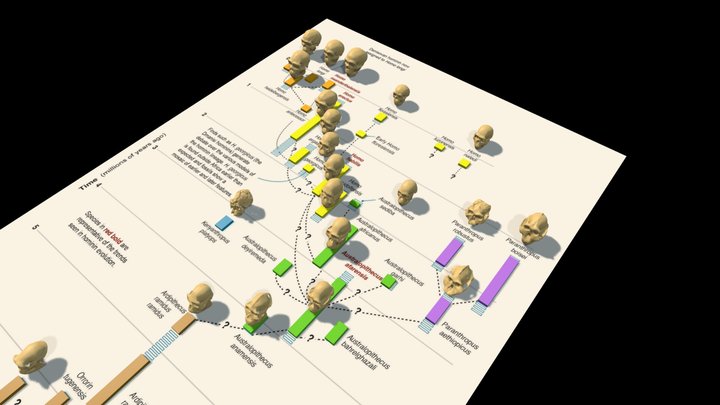 Hominin Timeline 3D Model
