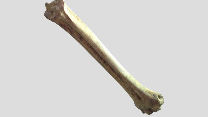 Metatarso 3D Model