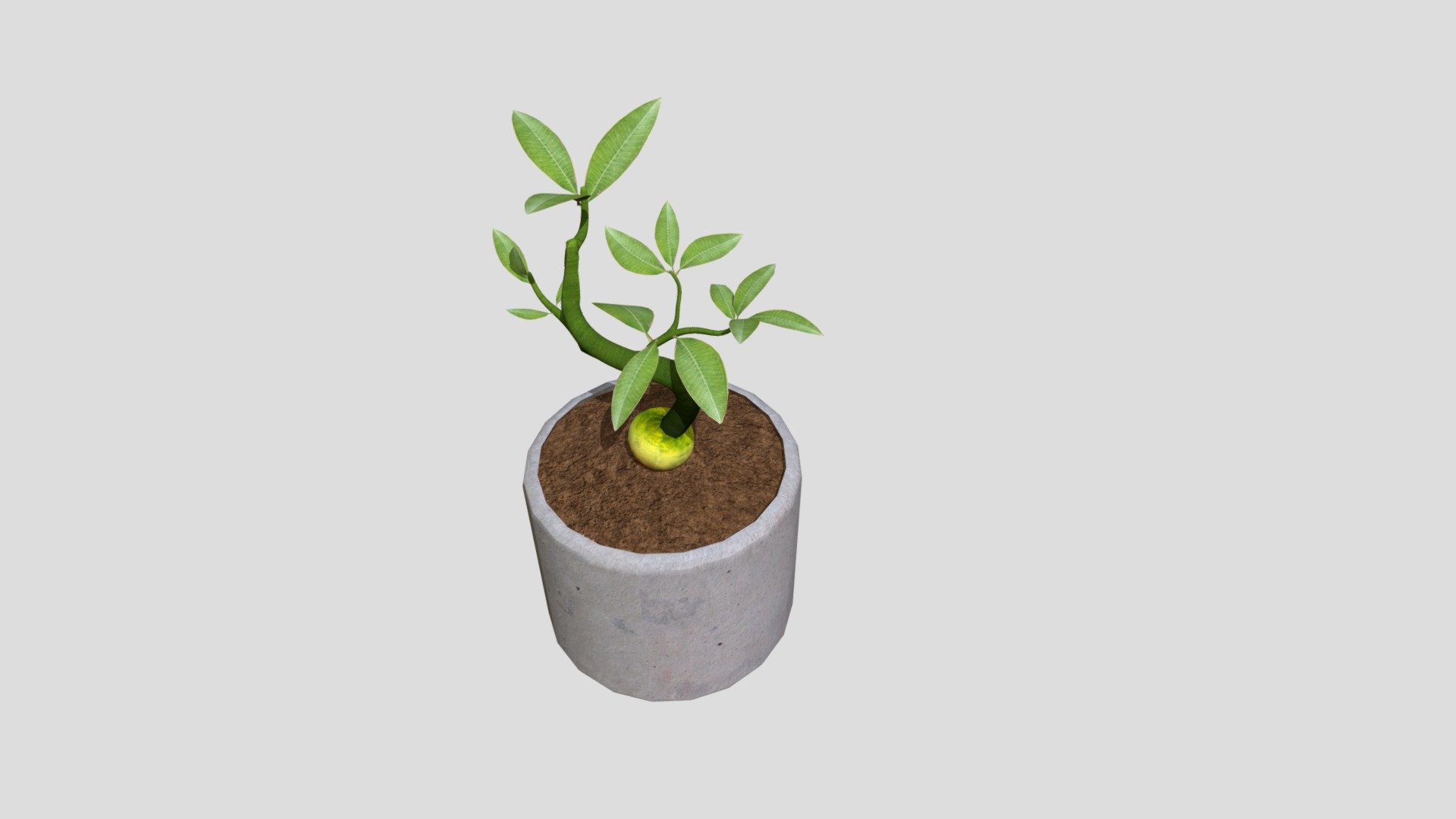 Avocado Plant
