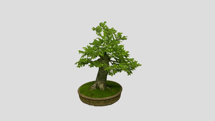 Bonsai 3D models - Sketchfab