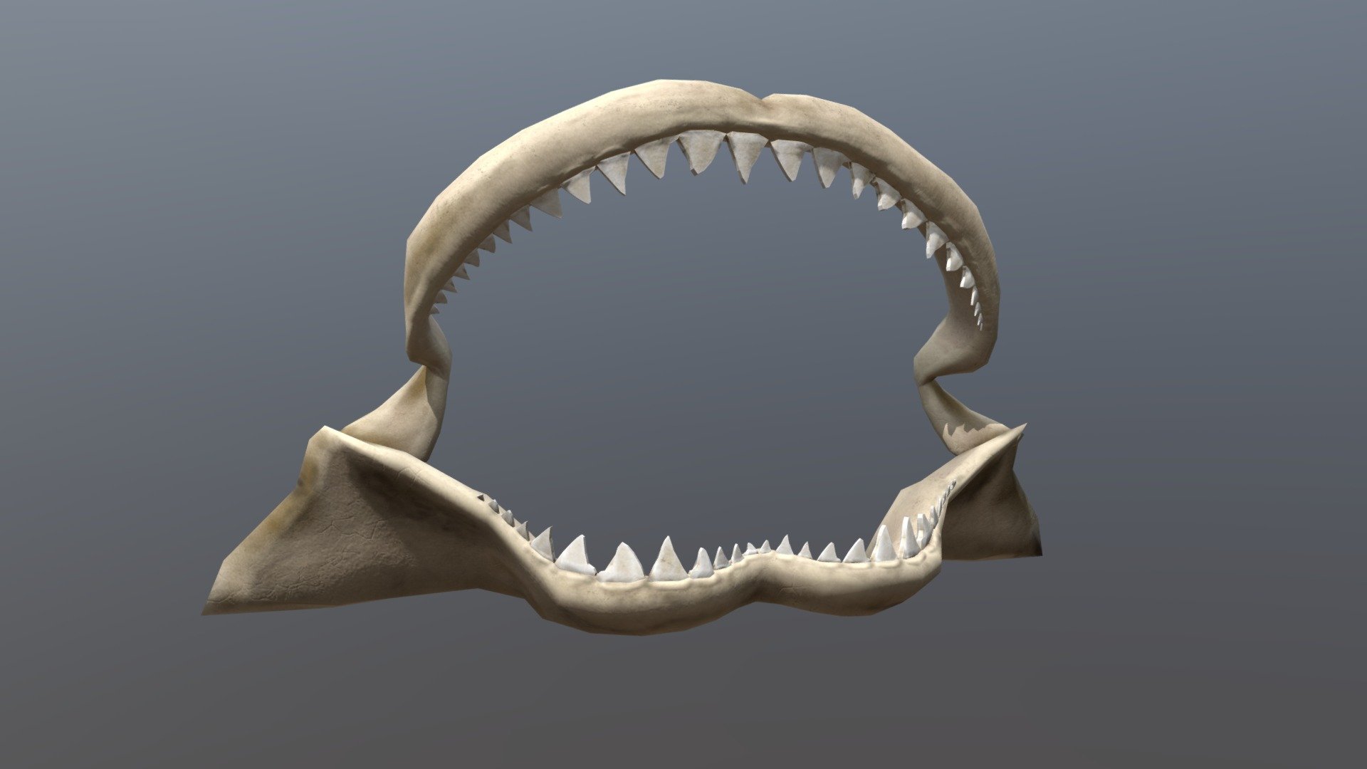 SHARK JAW - 3D model by maudecote12 [95ff30f] - Sketchfab