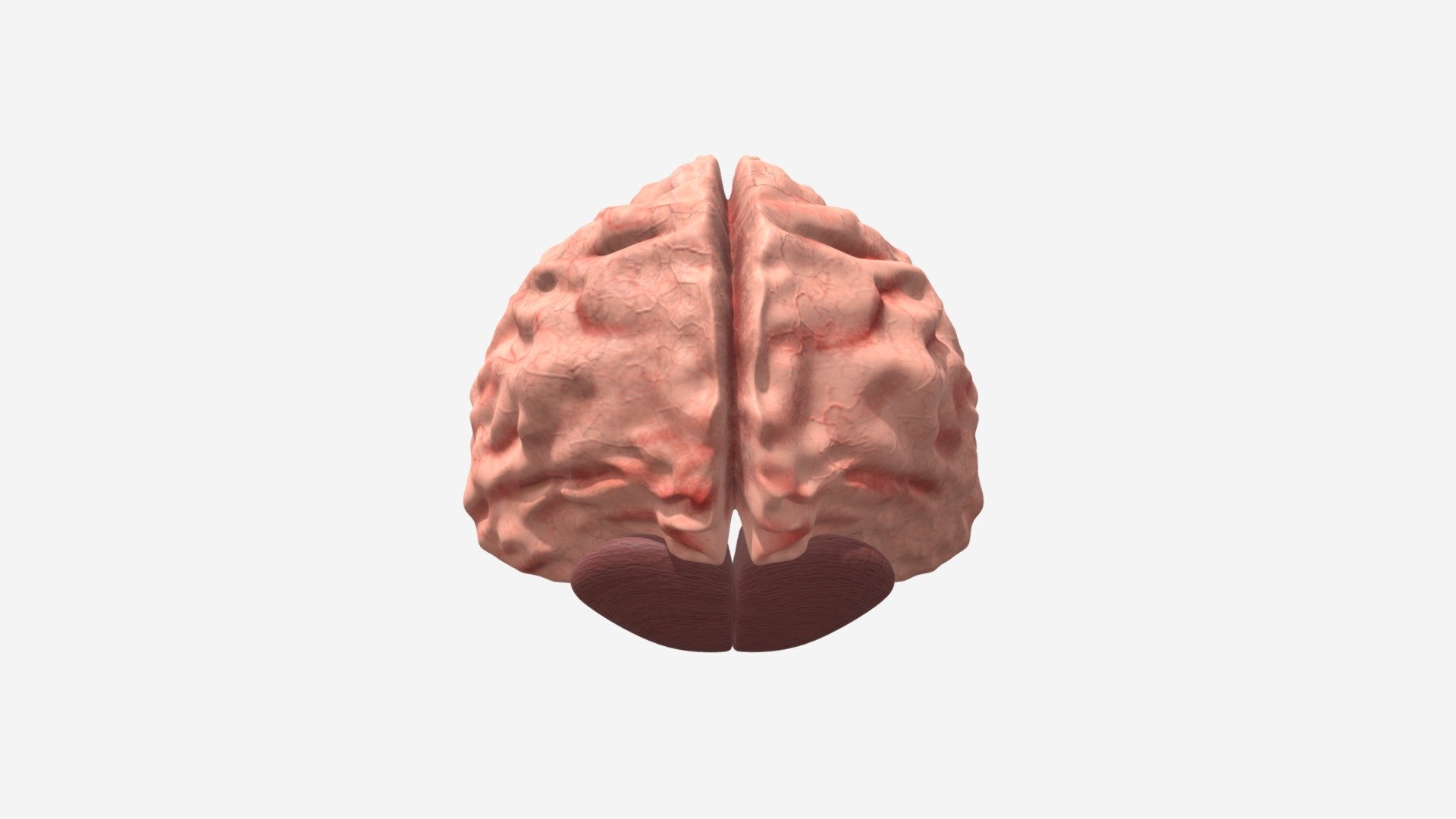 Brain NEW