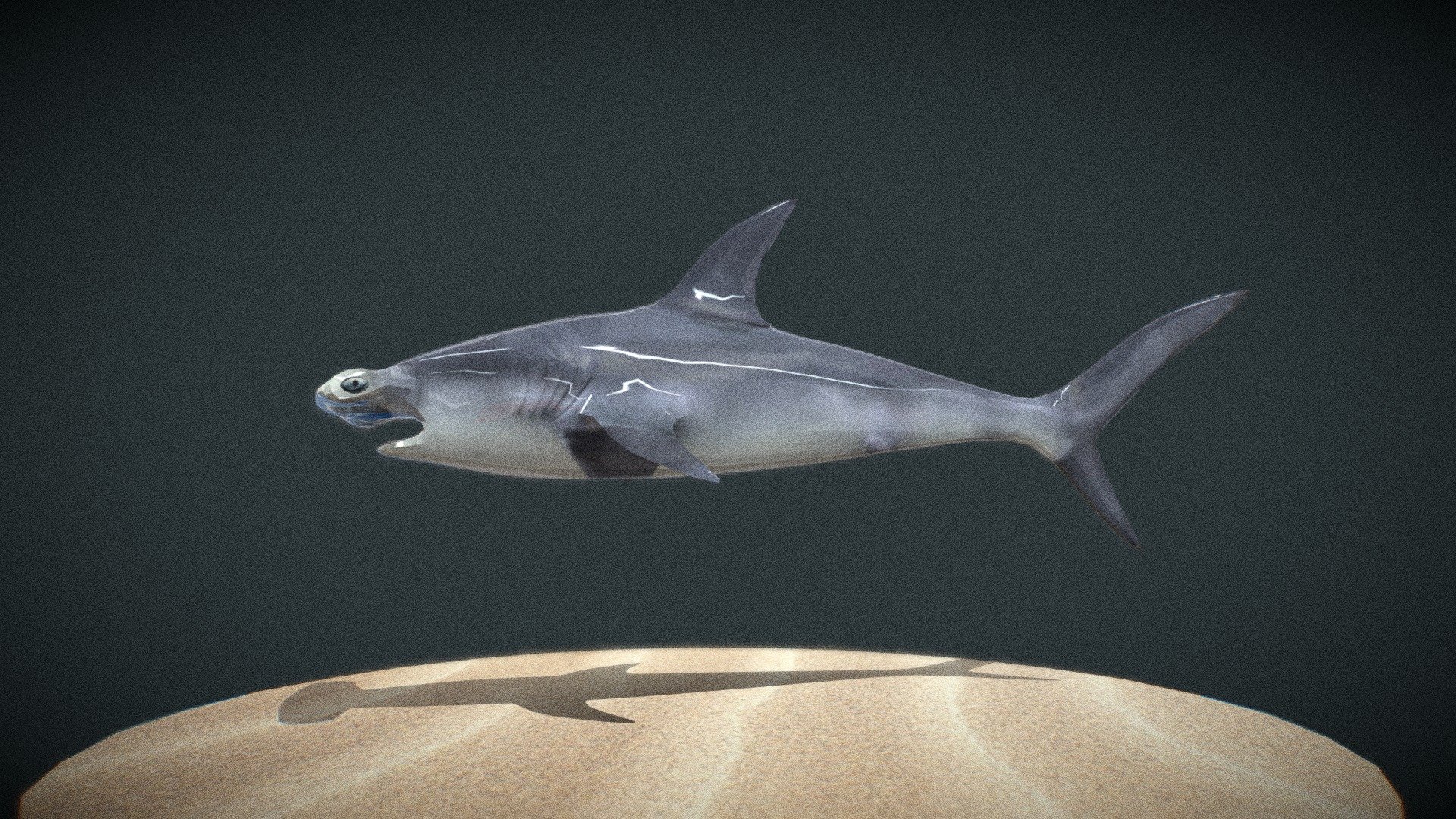 акула shark