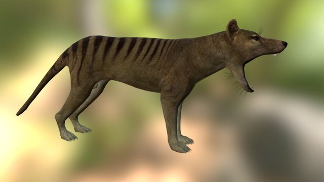 Thylacine Preview 3D Model