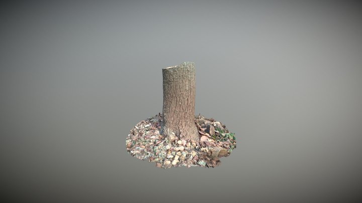 Tree Photogrammetry 3D Model
