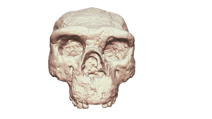 Yunxian 2 Skull Reconstruction