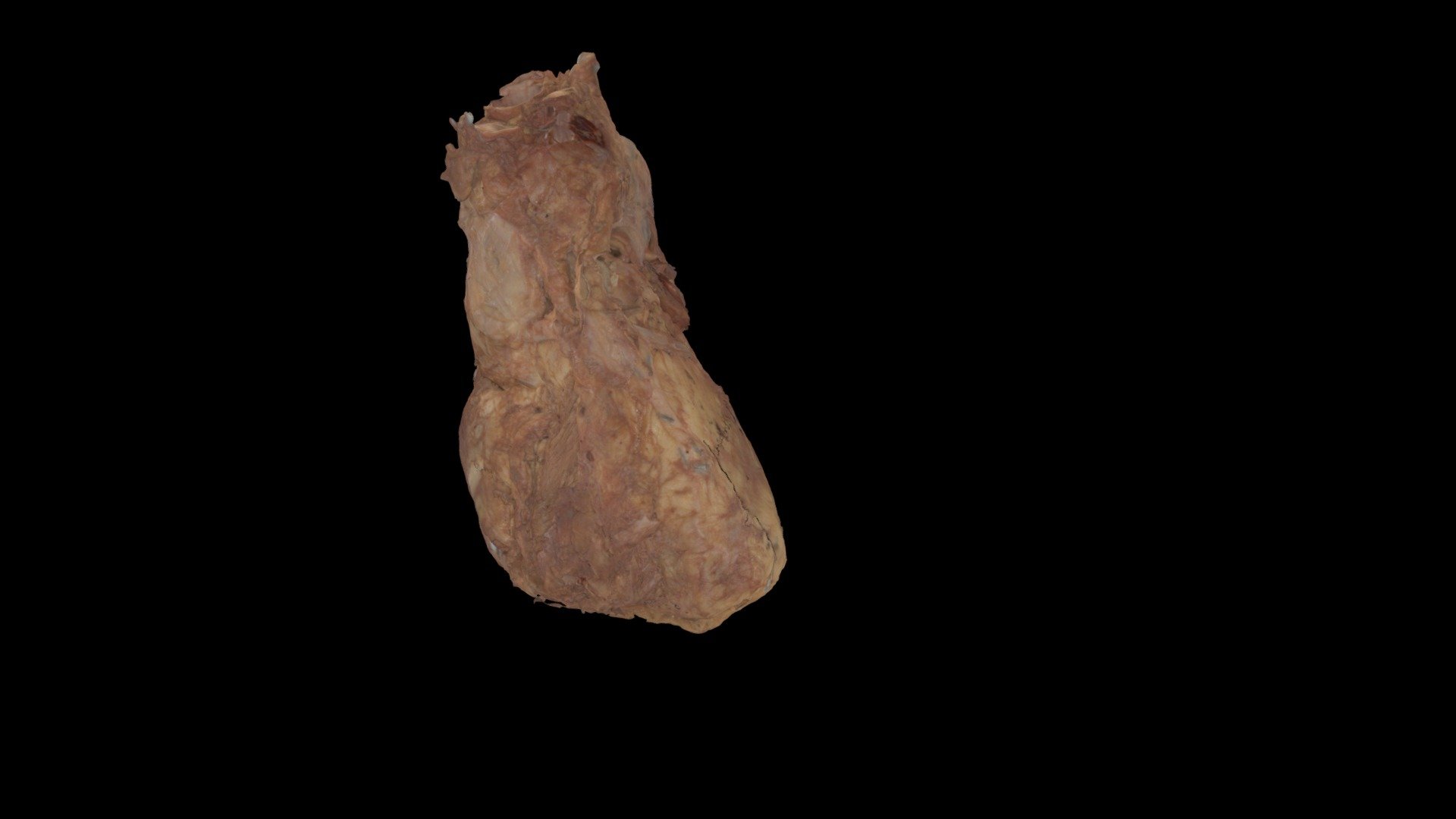 Fixed Cadaver Heart Number CC36442